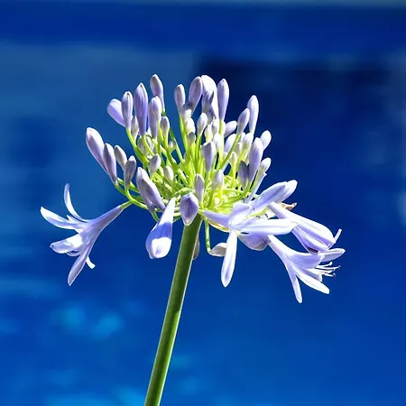 Thedreamhouse Chlorinefree Heated Pool Artvillage Koskinou (Rhodes)